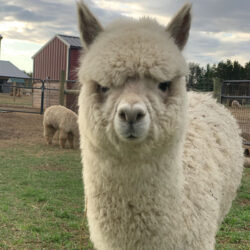 Chase Up Close - Yearling White Male Alpaca