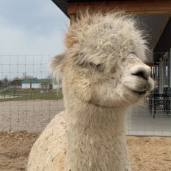 Faith Close Up and Messy Head