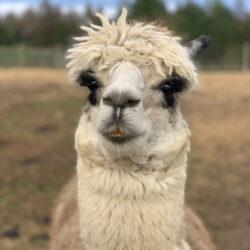 Leviticus - Tuxedo Grey Male Alpaca
