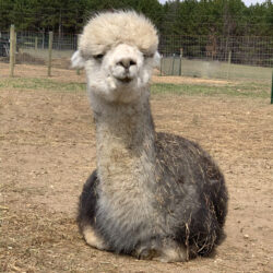 Miss Indie in 2021 - Classic Grey Alpaca