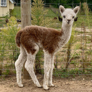 Molly - Classic Tuxedo Grey Alpaca Cria