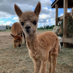 Monica Ann - Fawn Alpaca Cria
