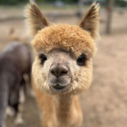 Monica Ann in July of 2022