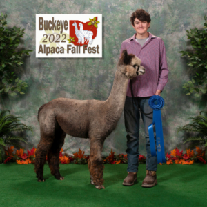 Diva at the Buckeye Alpaca Show in 2022 Diva at the Buckeye Alpaca Show in 2022