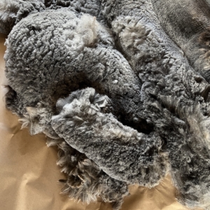 Diva 2022 Fiber Blanket Diva 2022 Fiber Blanket