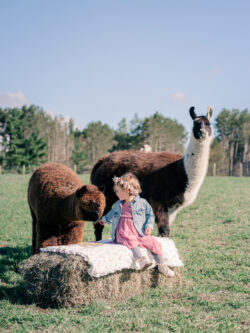 Lucy participating in a photo shoot in 2021 Ruthie Lucy Llama and Petitie