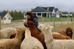 Rebecca Feeding Lady Alpacas
