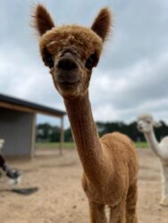 Annie After Shearing