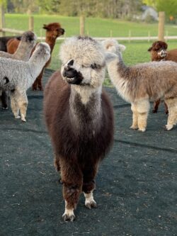 Heartthrob Pre Shearing Heartthrob Pre Shearing