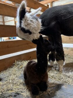 Heartthrob and Little Doug