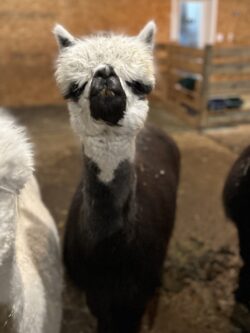 Heartthrob Heartthrob