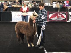 Heartthrob in the Show Ring