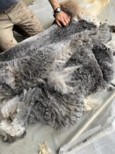 Molly's 2022 Fiber Blanket