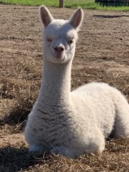Winnie as Cria