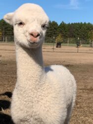 Winnie in Winter 2022