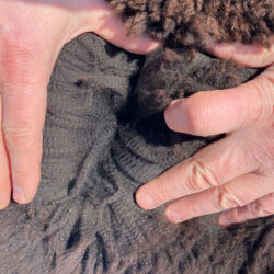 Snowmass Occult Fiber 2023 Snowmass Occult Fiber 2023