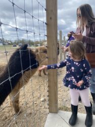 Alpaca Snacks for Onyx