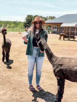 Tour Attendee Feeding Bubbles the Alpaca