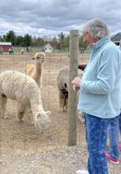 Feeding Dolly and Amber