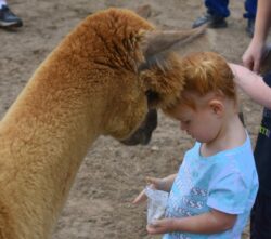 Nibble the Alpaca Loving on a Little Girl