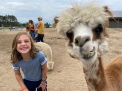Attie Alpaca With Little Girl