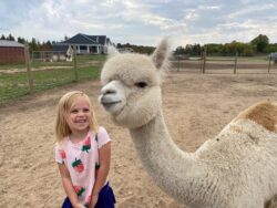 Sherry Ann Alpaca With Little Girl