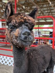 Amara at the 4-H Fair