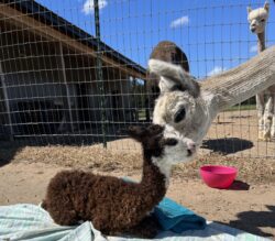 Daisy Giving Momma Kisses to Xavier
