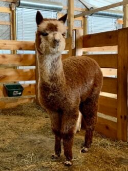 Gidget in Cria Pen