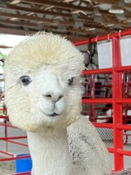 Kolette Kolette at 4-H