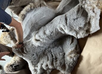 Leviticus Fiber Blanket 2022