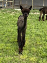 Vicki After Shearing