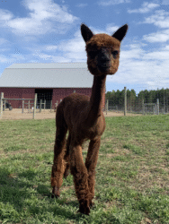 vicki-tall