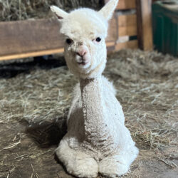 Cotton Creek's Financy