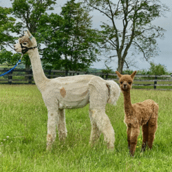 Maui Wowee and Cria