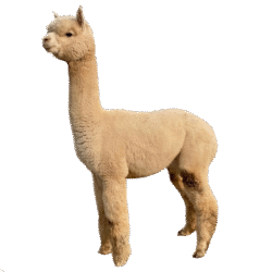 Snowmass Moonlight Lover