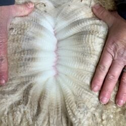 Snowmass Delightful Lilly fleece at Six Months Snowmass Delightful Lilly fleece at Six Months