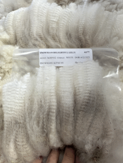 Snowmass Moonlight Lilly Snowmass Moonlight Lilly