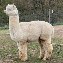 Snowmass Moonlight Lover