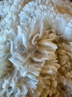 Snowmass Moonlight Lover Fleece May 2023 Snowmass Moonlight Lover Fleece May 2023