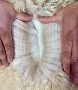 Snowmass Moonlight Lover fleece Jan 2021 Snowmass Moonlight Lover fleece Jan 2021