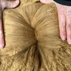 Snowmass Moonlight Majesty fleece at Six Months Snowmass Moonlight Majesty fleece at Six Months