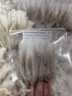 Snowmass Moonlight Warrior Snowmass Moonlight Warrior