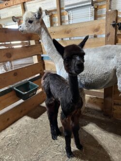 Dried off baby Kaitlin