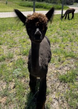 Jenna Post Shearing 2024