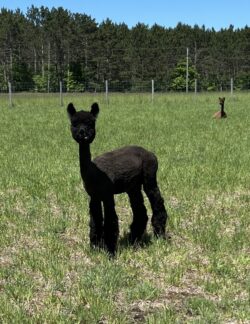 Kaitlin Post Shearing 2024