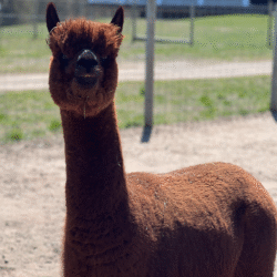Royal Cashmere - Brown Female Huacaya Alapca