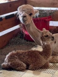 Ben and Momma Royal Favor