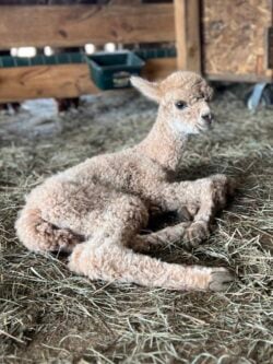 Diesel After Birth