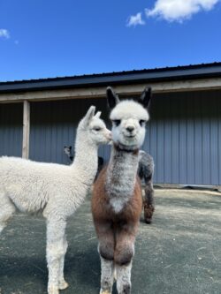 Habanero and Glenn on Carpet